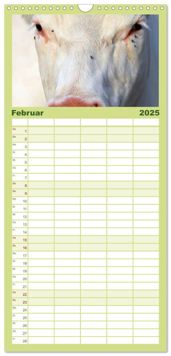 Bild: 9783457126547 | Familienplaner 2025 - Kühe mit 5 Spalten (Wandkalender, 21 x 45 cm)...