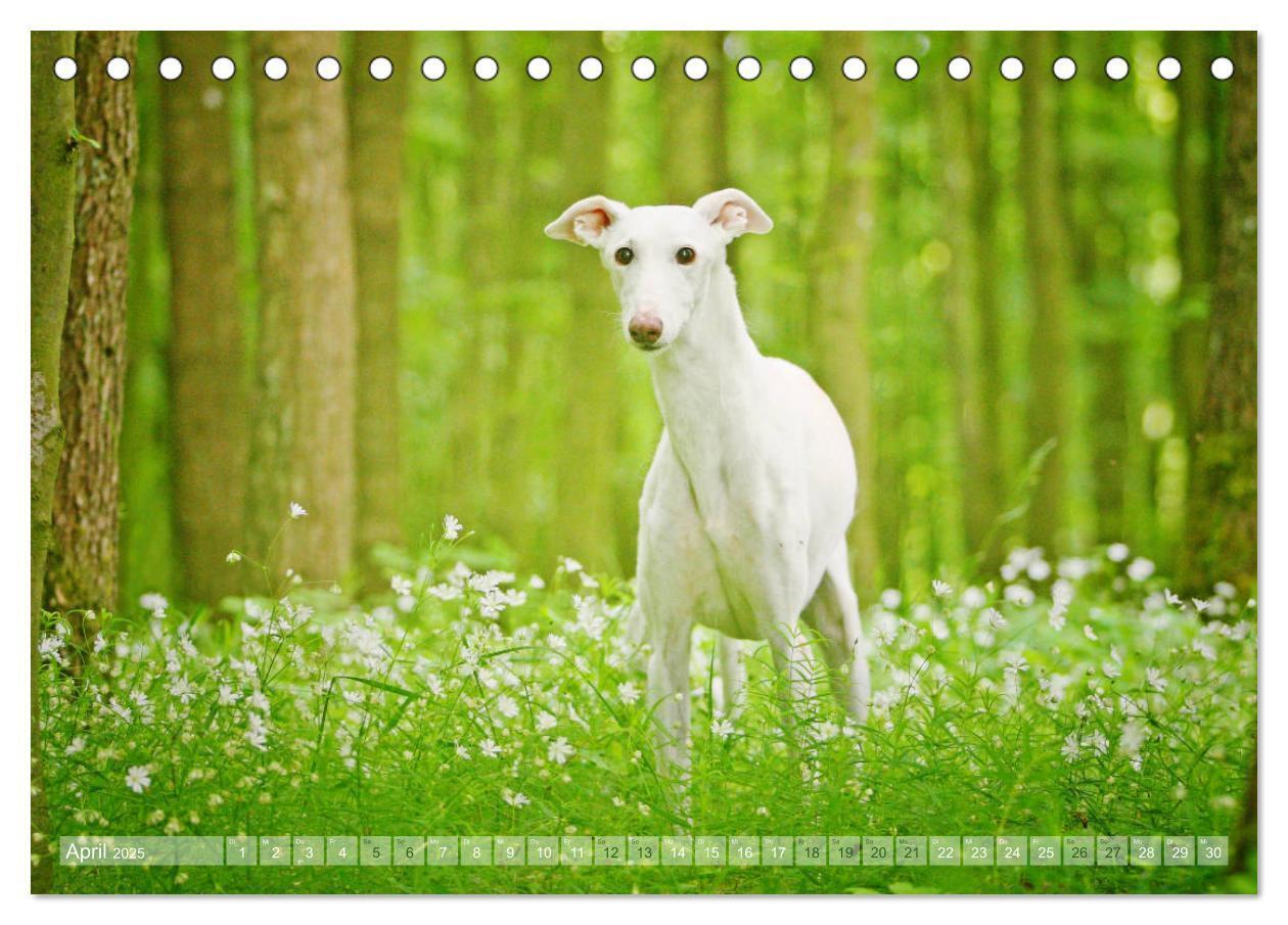 Bild: 9783435438389 | Zauberhafte Windhunde (Tischkalender 2025 DIN A5 quer), CALVENDO...