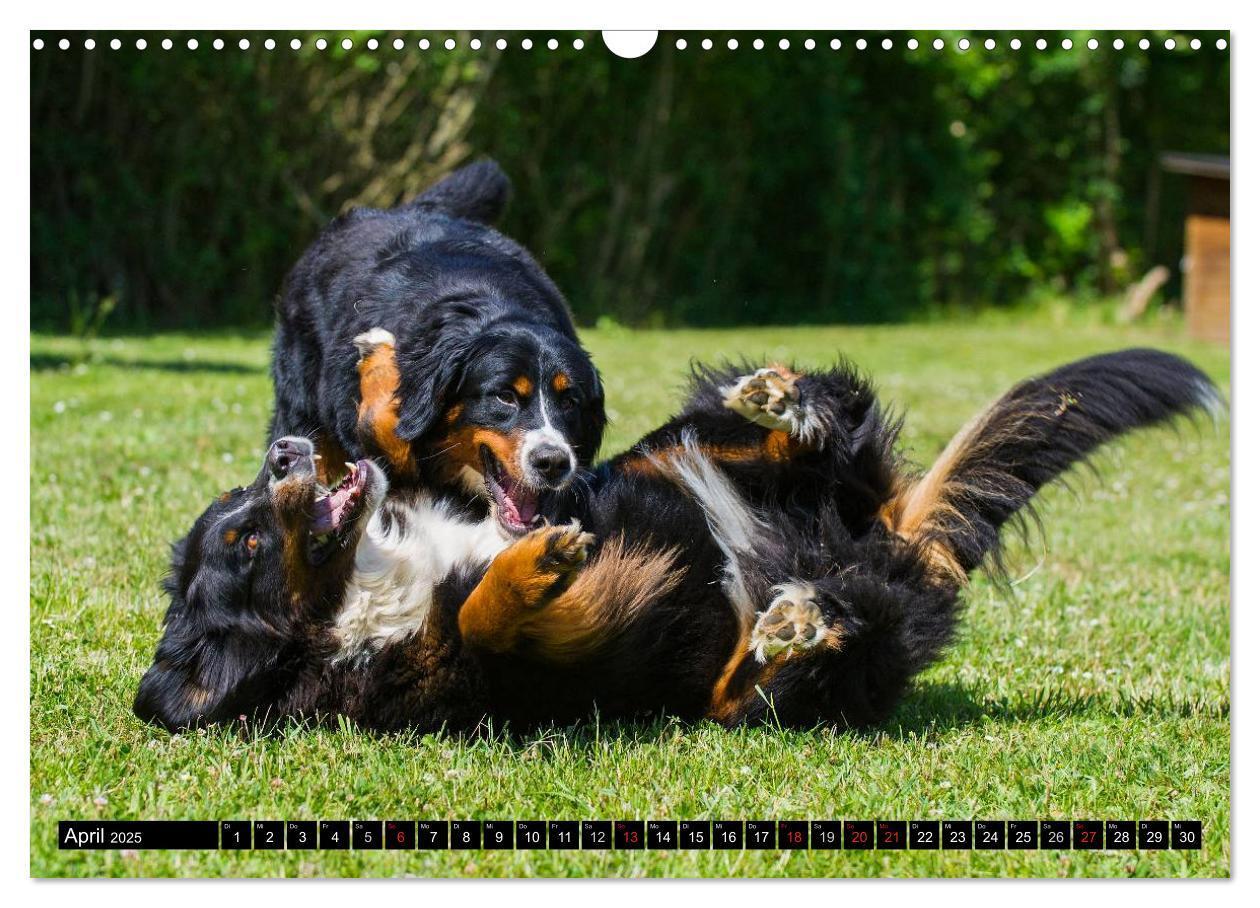 Bild: 9783435578689 | Berner Sennenhunde in Action (Wandkalender 2025 DIN A3 quer),...