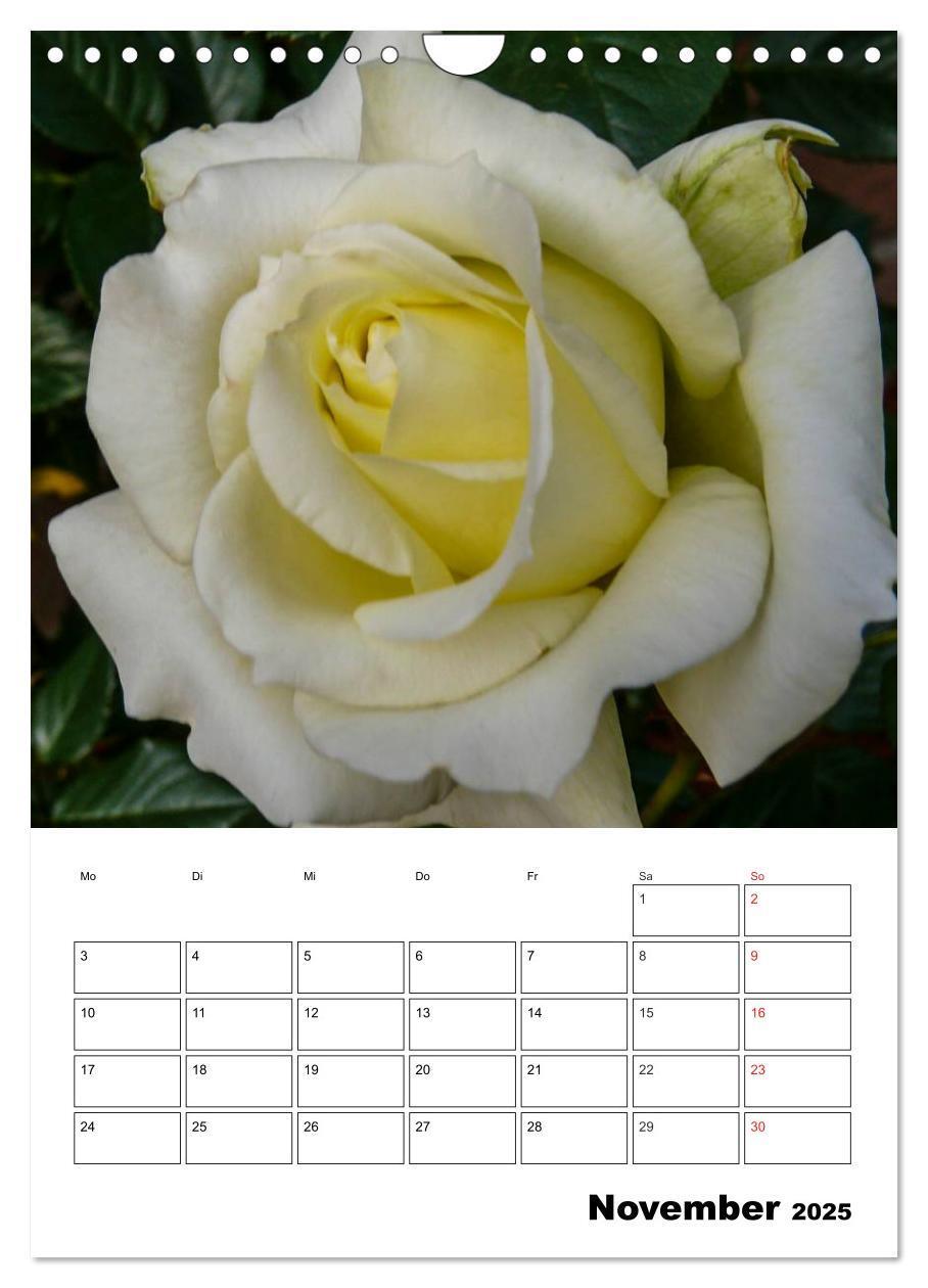 Bild: 9783457022283 | Zauberhafte Rosen (Wandkalender 2025 DIN A4 hoch), CALVENDO...