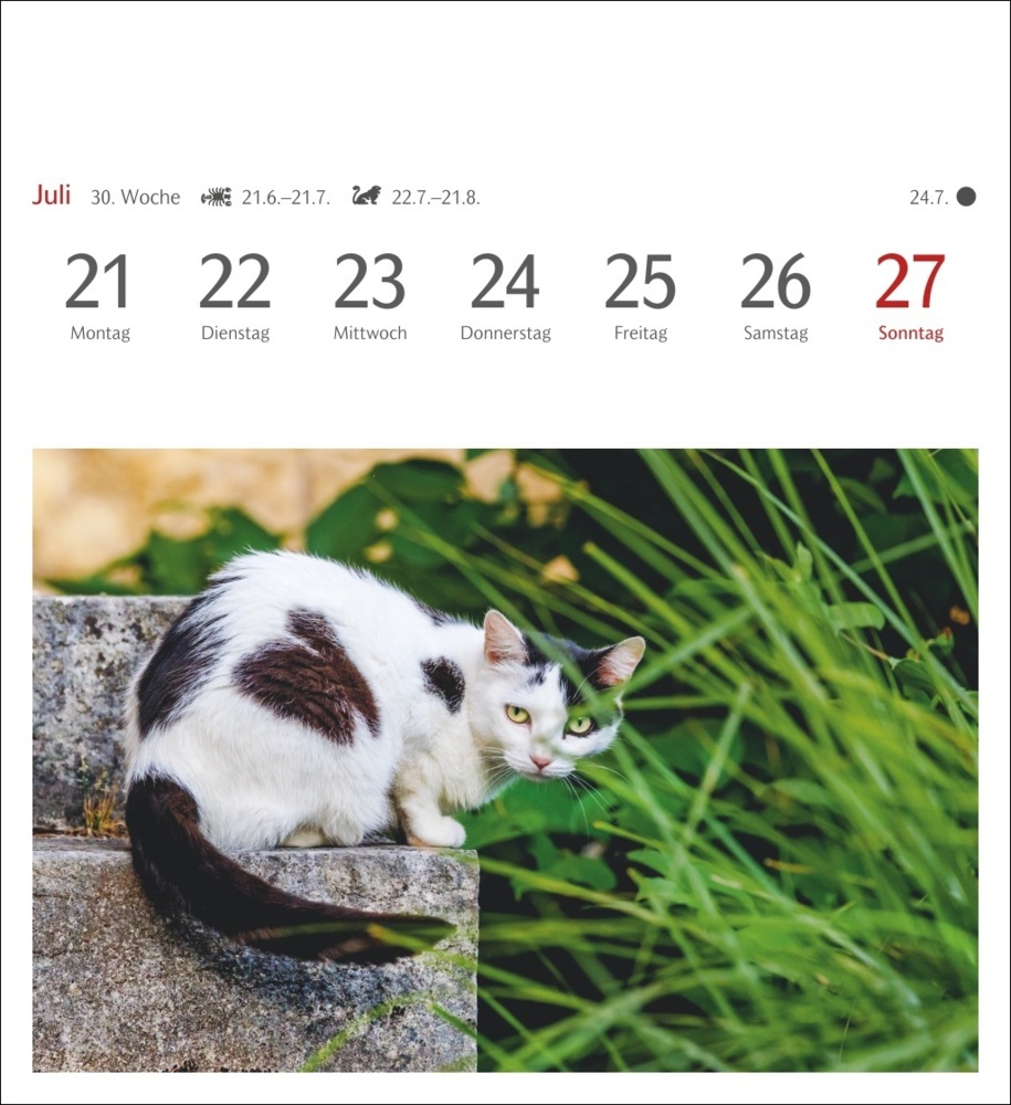 Bild: 9783840033490 | Katzen Postkartenkalender 2025 - Wochenkalender mit 53 Postkarten