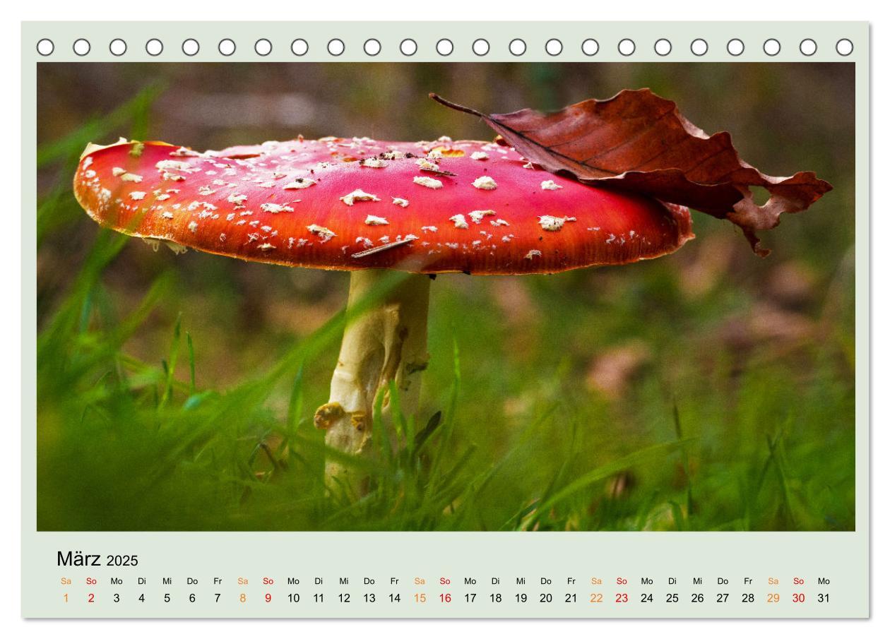 Bild: 9783383921834 | Im Fliegenpilz Rausch (Tischkalender 2025 DIN A5 quer), CALVENDO...