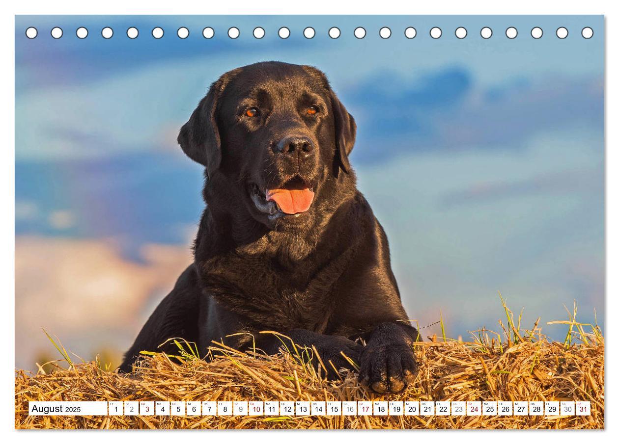 Bild: 9783435311774 | Freund auf 4 Pfoten - Labrador Retriever (Tischkalender 2025 DIN A5...