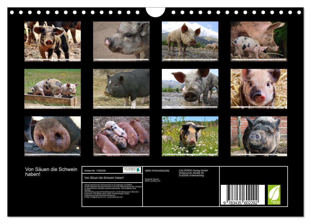 Bild: 9783435602292 | Von Säuen die Schwein haben! (Wandkalender 2025 DIN A4 quer),...