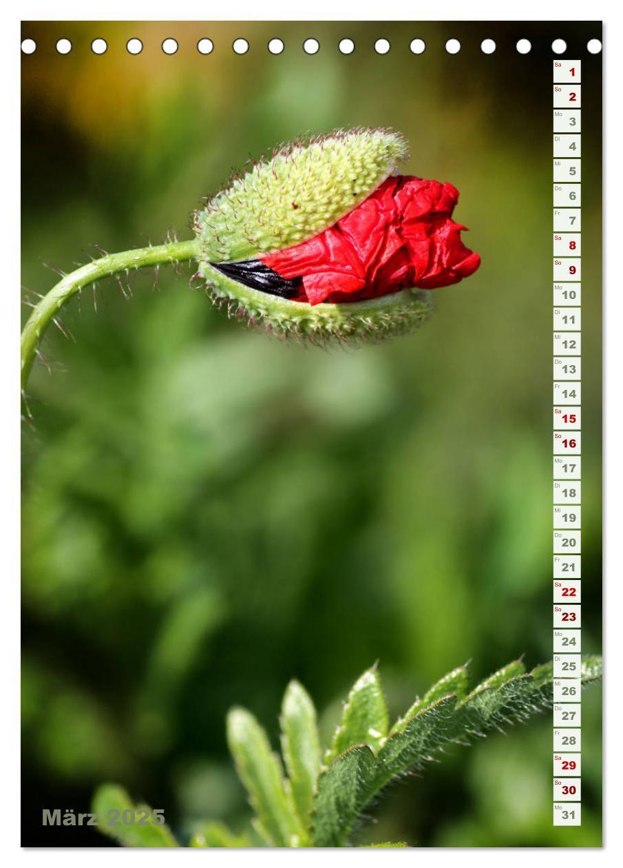 Bild: 9783435926992 | Es werde Mohn (Tischkalender 2025 DIN A5 hoch), CALVENDO...