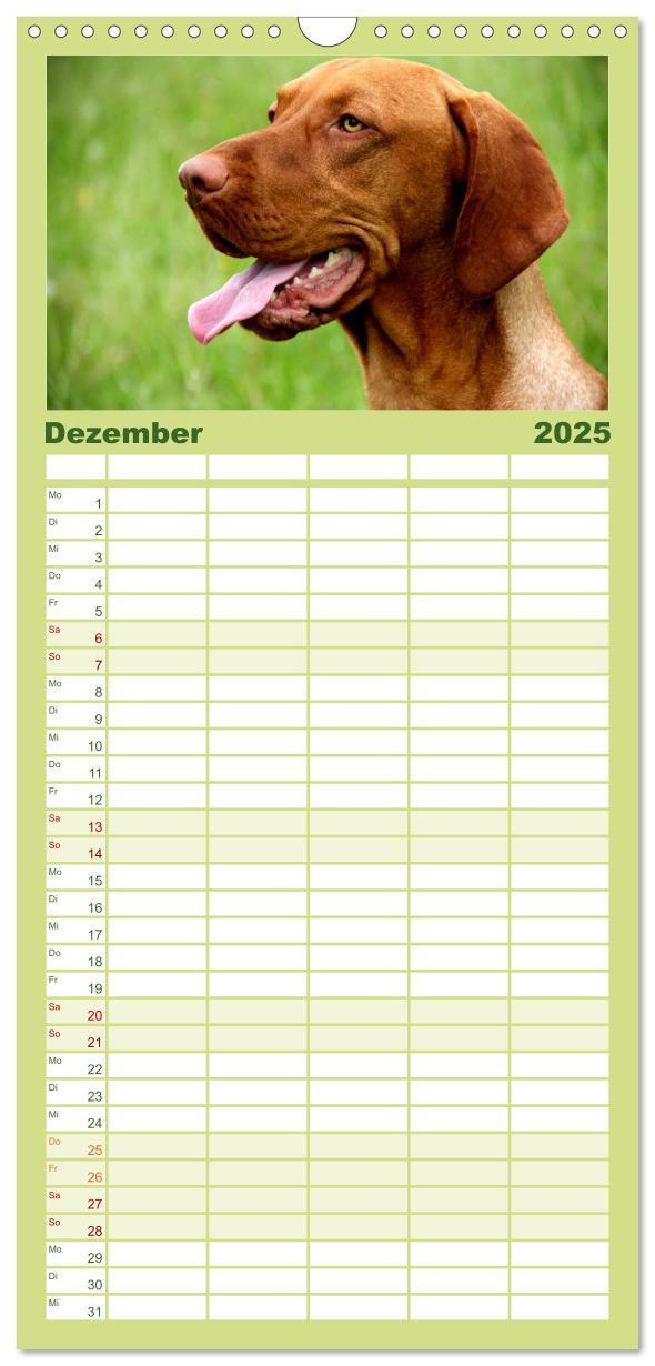 Bild: 9783457119815 | Familienplaner 2025 - Magyar Vizsla mit 5 Spalten (Wandkalender, 21...