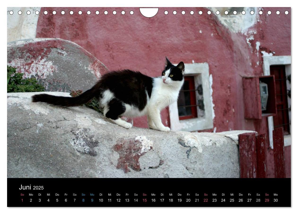 Bild: 9783435684069 | Katzensprung (Wandkalender 2025 DIN A4 quer), CALVENDO Monatskalender