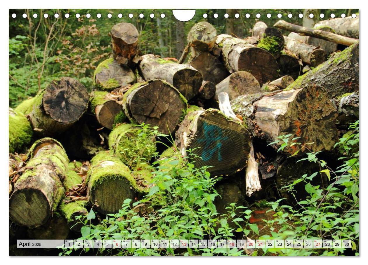 Bild: 9783435659807 | HOLZ - Stapel und Stämme (Wandkalender 2025 DIN A4 quer), CALVENDO...