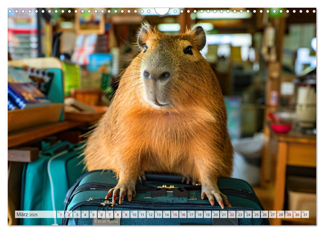 Bild: 9783457163955 | Capybaras im Alltag - Ein Jahr voller Abenteuer (Wandkalender 2025...