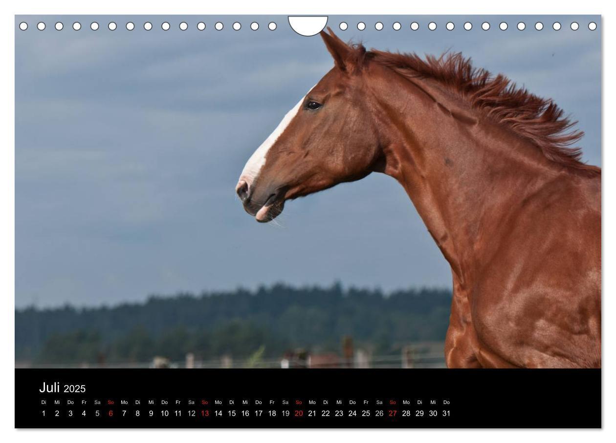 Bild: 9783435833429 | Pferdekalender (Wandkalender 2025 DIN A4 quer), CALVENDO...