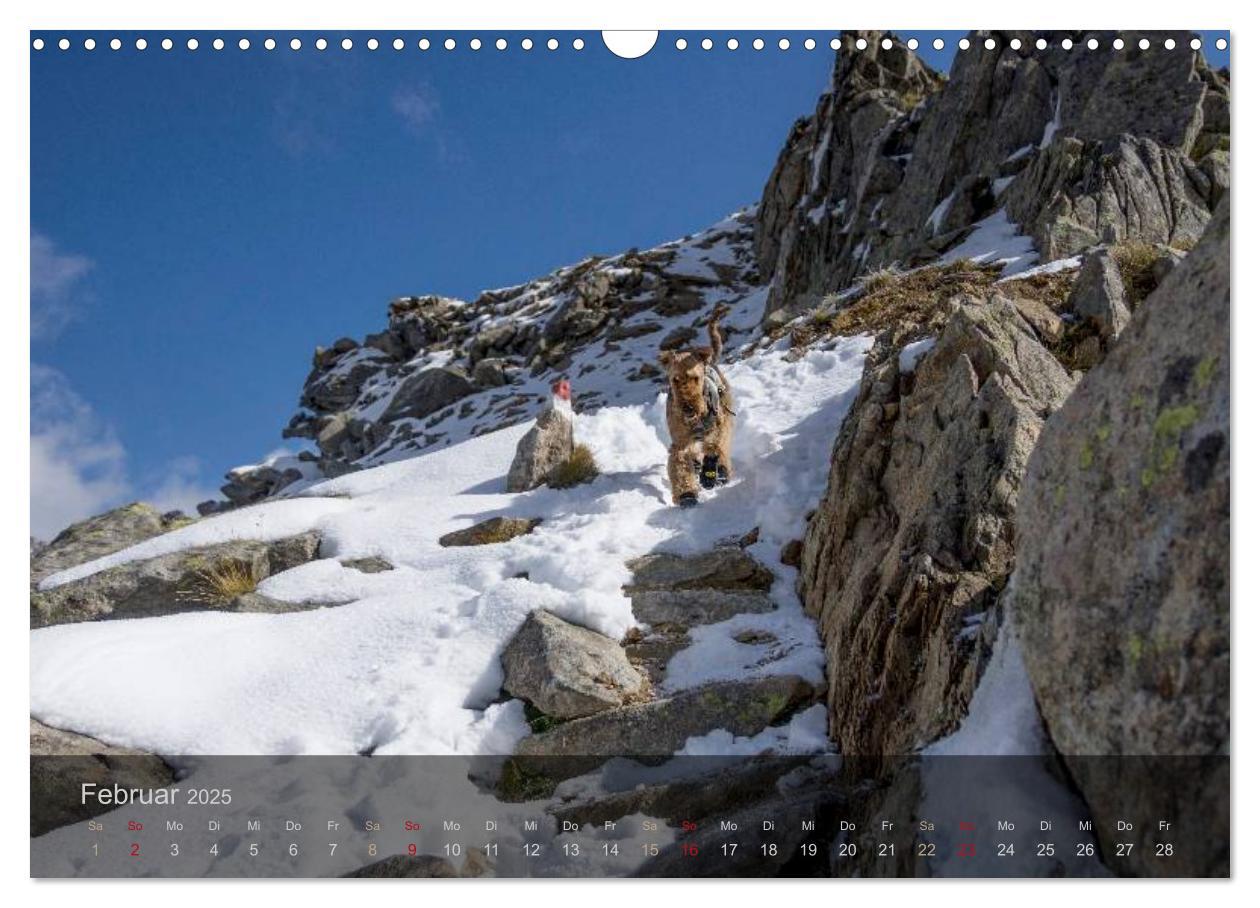 Bild: 9783435559176 | Der Bergdale - mit Hund im Hochgebirge (Wandkalender 2025 DIN A3...