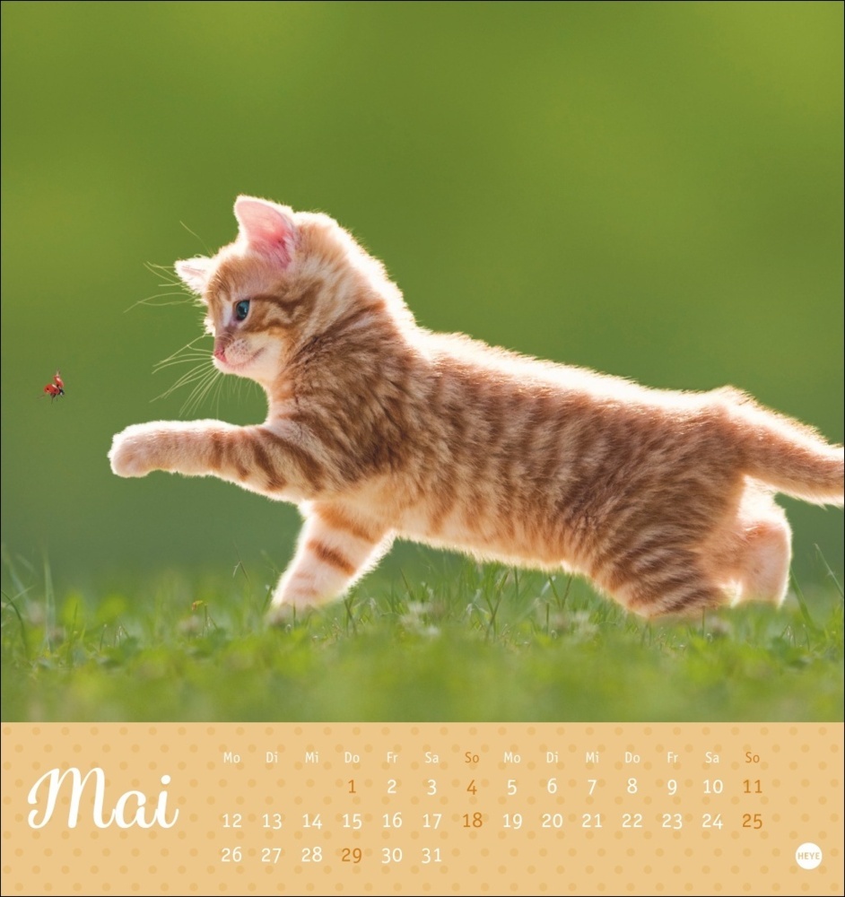 Bild: 9783756407026 | Katzen Postkartenkalender Kleine Tiger 2025 | Kalender | Spiralbindung