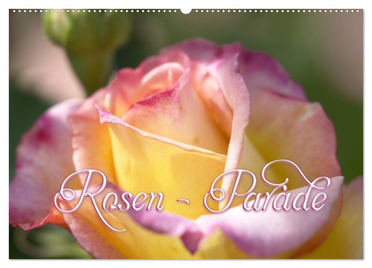 Cover: 9783435649471 | Rosen - Parade (Wandkalender 2025 DIN A2 quer), CALVENDO...