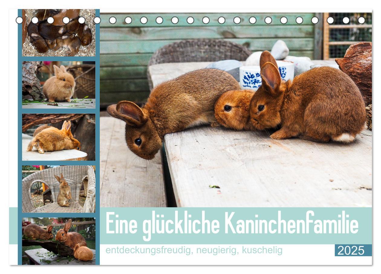 Cover: 9783383971600 | Eine glückliche Kaninchenfamilie (Tischkalender 2025 DIN A5 quer),...