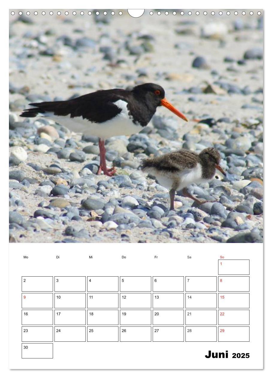 Bild: 9783457008584 | Einzigartige Insel Helgoland (Wandkalender 2025 DIN A3 hoch),...