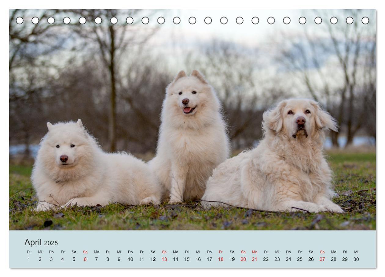 Bild: 9783435476244 | Samojeden - Liebenswerte Fellkugeln (Tischkalender 2025 DIN A5...