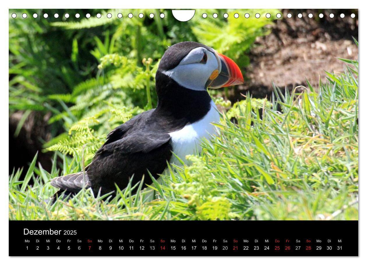 Bild: 9783435808038 | Puffins, Papageitauchern ganz nah (Wandkalender 2025 DIN A4 quer),...