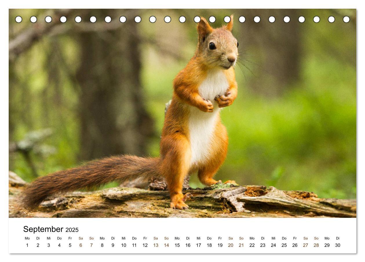 Bild: 9783435353507 | Finnland: eine tierische Entdeckungsreise (Tischkalender 2025 DIN...