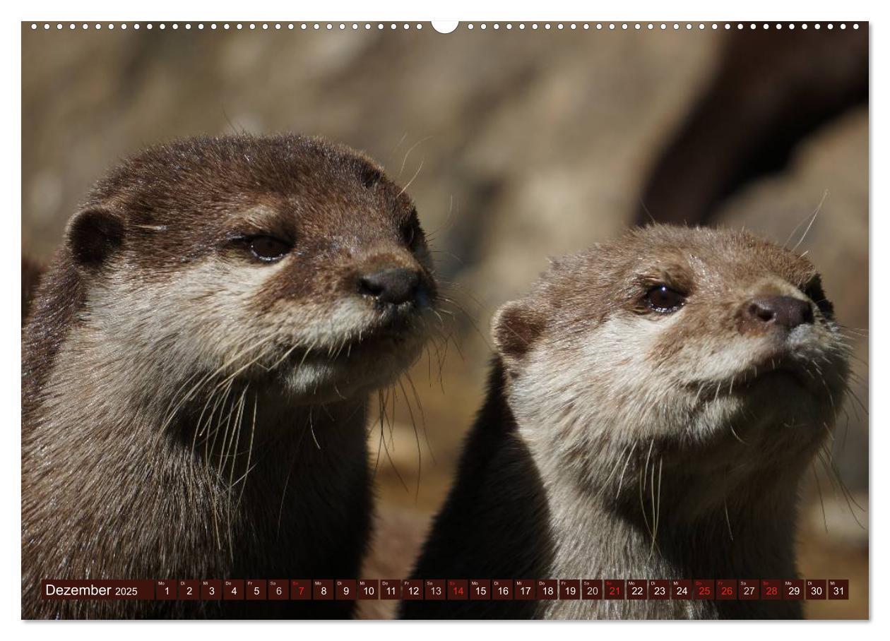 Bild: 9783435605323 | Otter. Frech, laut und clever (Wandkalender 2025 DIN A2 quer),...