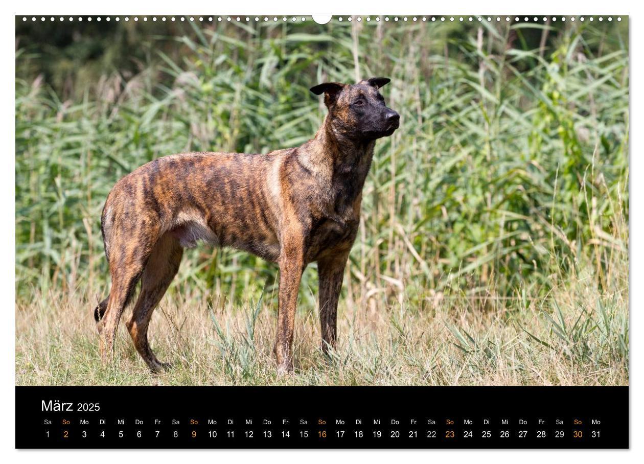 Bild: 9783435686681 | Holländischer Schäferhund (Wandkalender 2025 DIN A2 quer), CALVENDO...