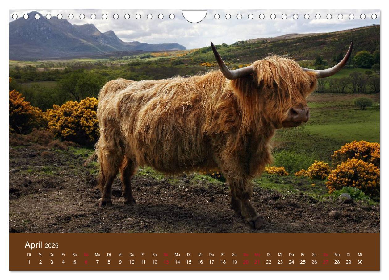 Bild: 9783435643080 | Schottische Hochlandrinder - Highland Cattle (Wandkalender 2025 DIN...