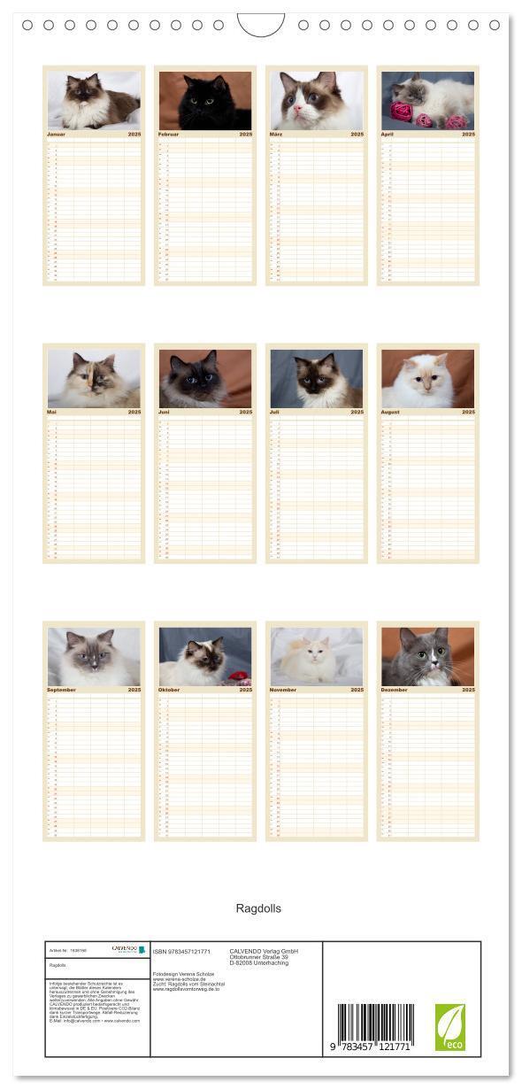 Bild: 9783457121771 | Familienplaner 2025 - Ragdolls mit 5 Spalten (Wandkalender, 21 x 45...