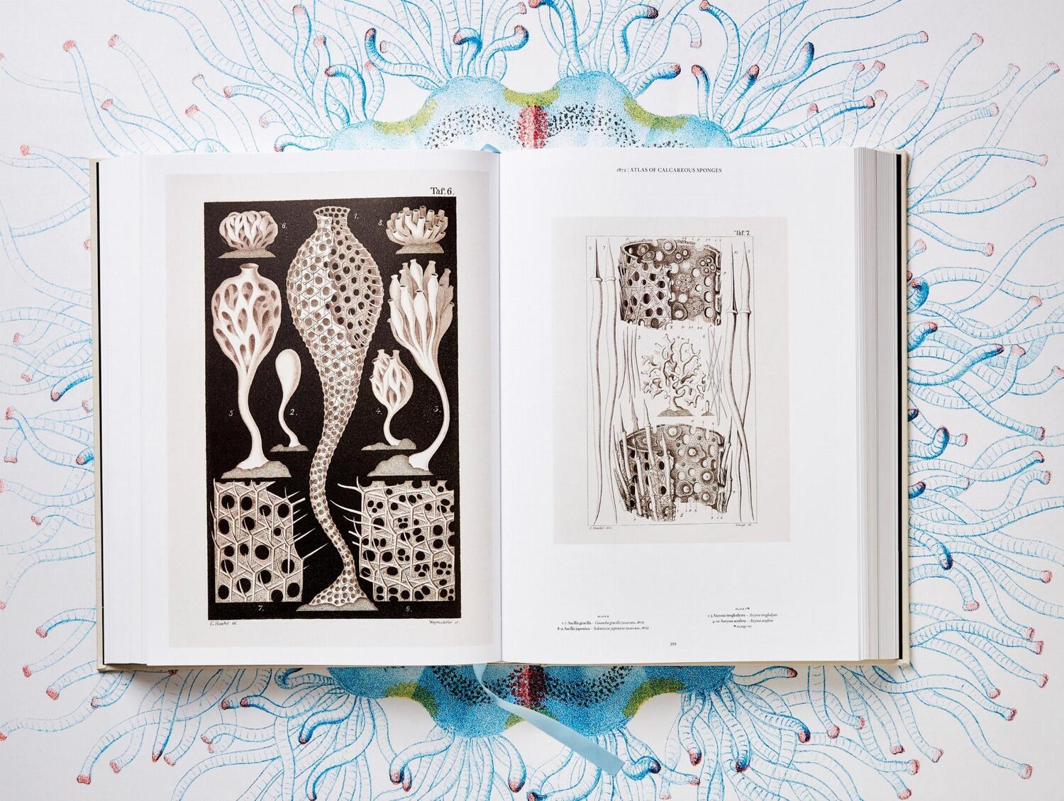 Bild: 9783836526463 | The Art and Science of Ernst Haeckel | Julia Voss (u. a.) | Buch