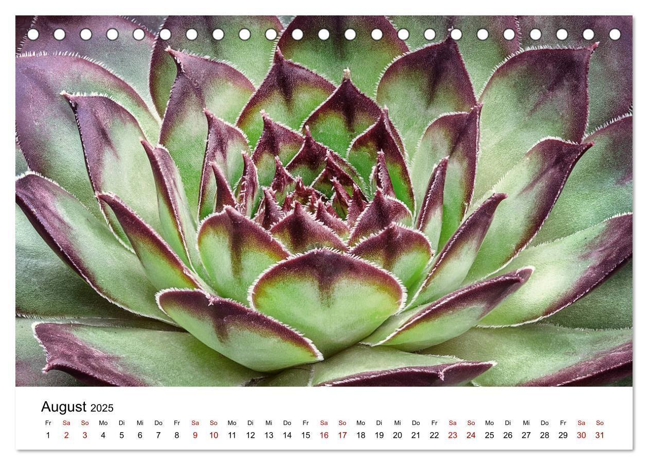 Bild: 9783435290574 | Sukkulenten Galerie (Tischkalender 2025 DIN A5 quer), CALVENDO...