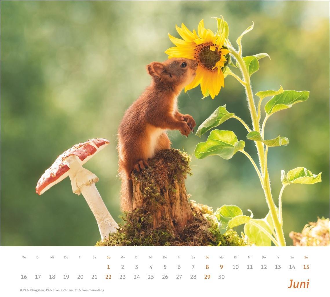 Bild: 9783756406869 | Eichhörnchen Bildkalender 2025 | Kalender | times&amp;more Kalender Heye