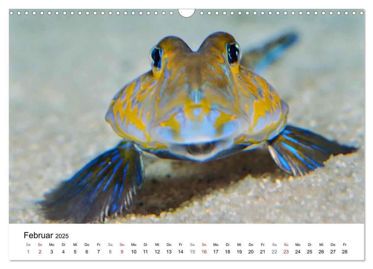 Bild: 9783435793945 | Fischzauber - Wundervolle Aquarienfische (Wandkalender 2025 DIN A3...