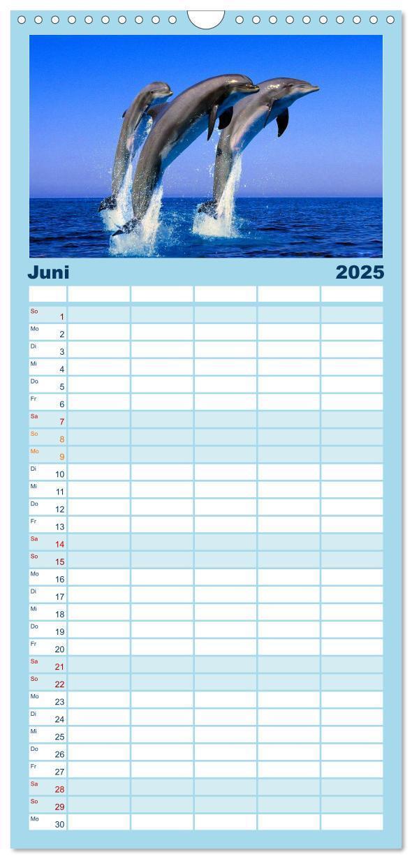 Bild: 9783457112311 | Familienplaner 2025 - Delfine und Wale mit 5 Spalten (Wandkalender,...