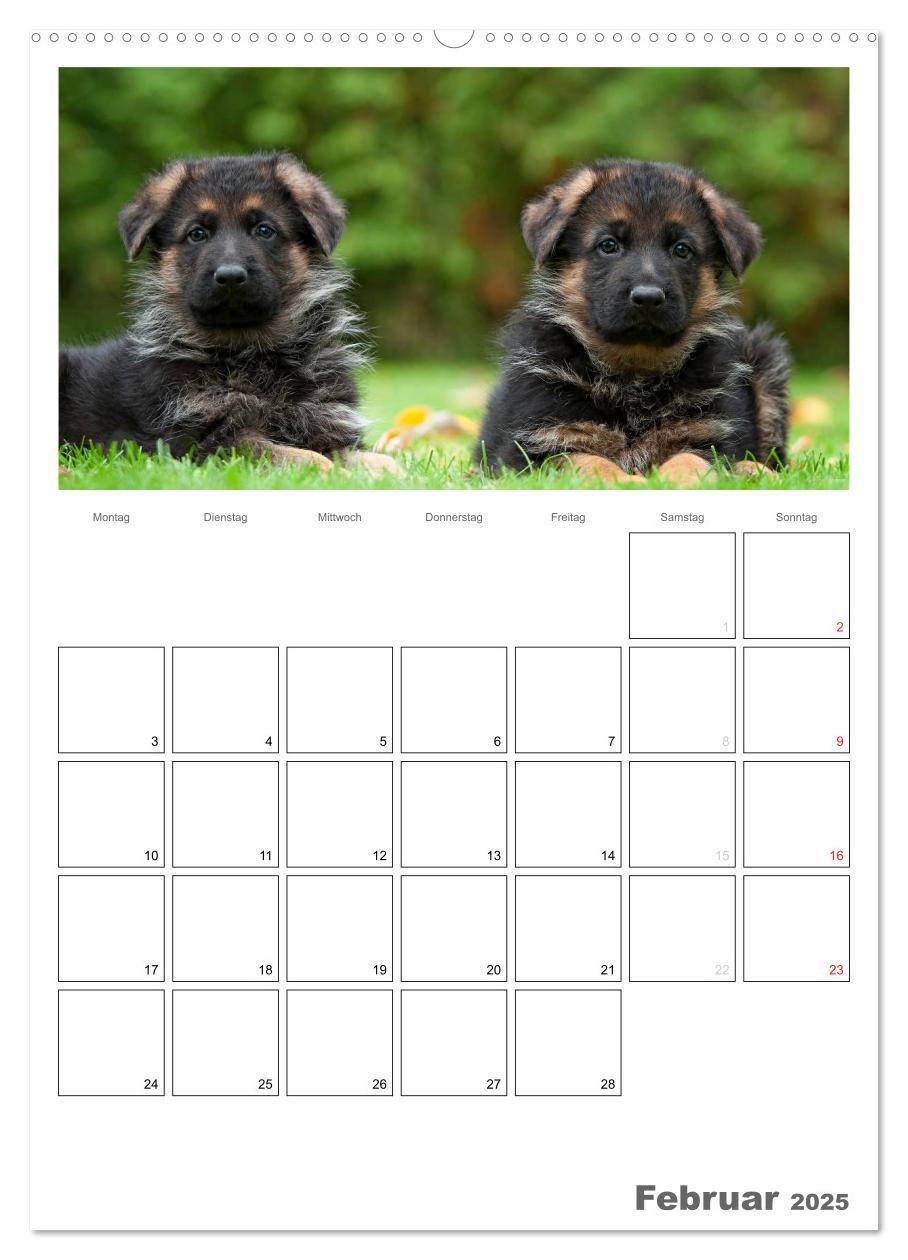 Bild: 9783457066225 | Deutscher Schäferhund - Welpen, Planer (Wandkalender 2025 DIN A2...