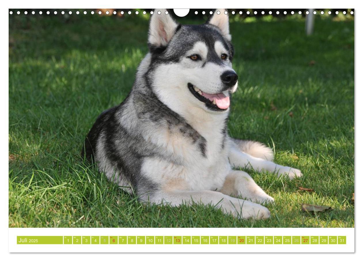 Bild: 9783435747856 | Siberian Husky - der Urtyp (Wandkalender 2025 DIN A3 quer),...