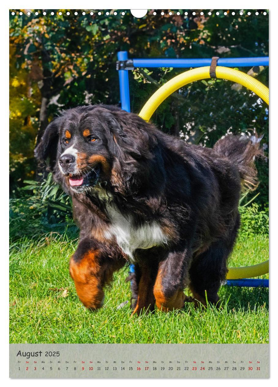 Bild: 9783457159194 | Berner Sennenhund - Ein Hund für alle Fälle (Wandkalender 2025 DIN...