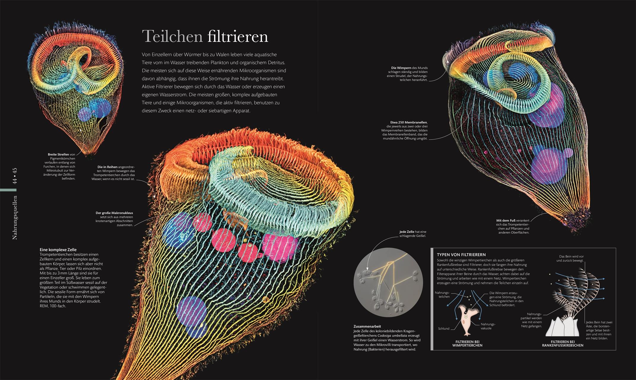 Bild: 9783831044566 | Mikrokosmos - Wunderwelt der kleinsten Lebewesen | Harvey (u. a.)