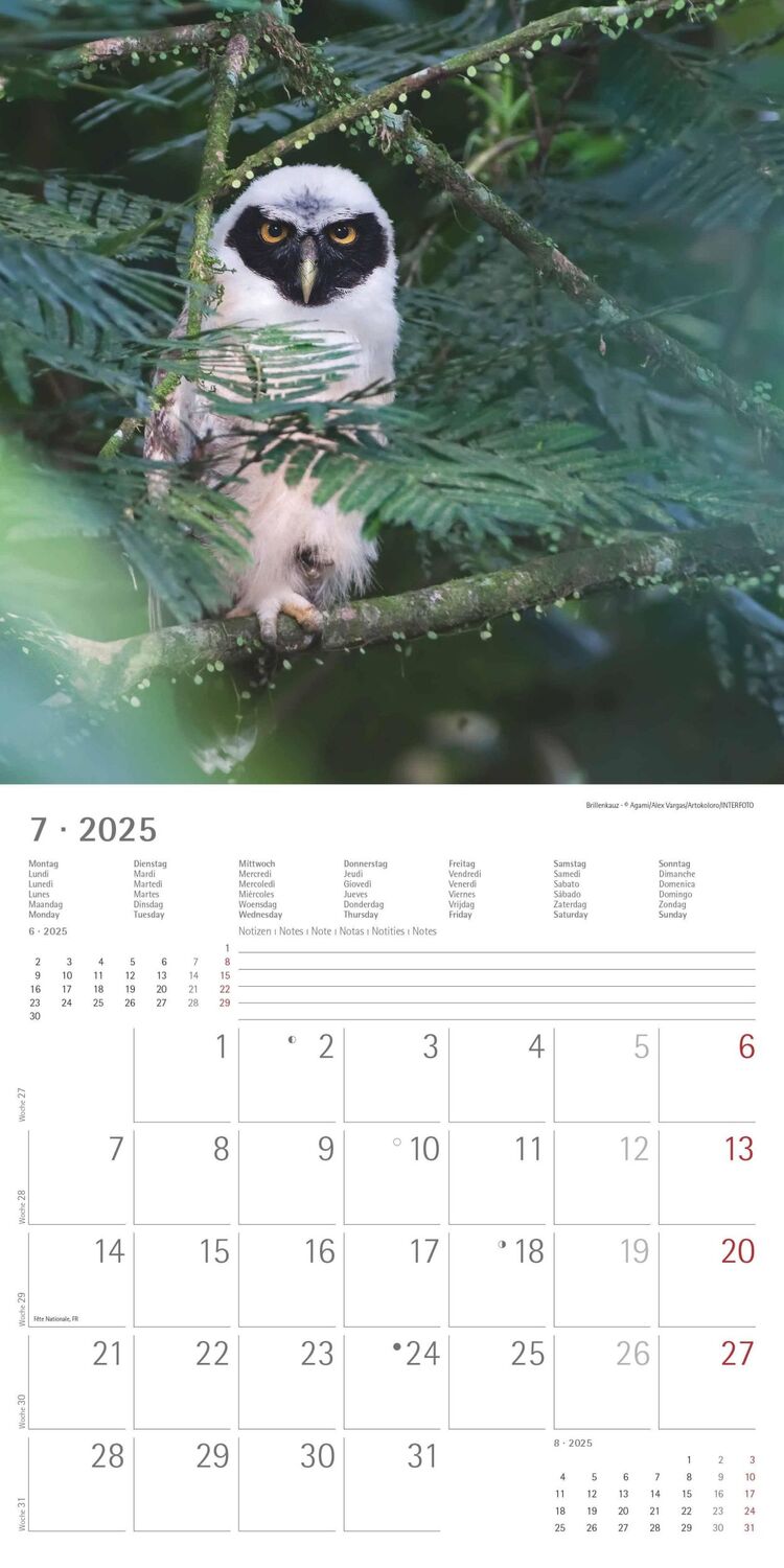 Bild: 4251732340735 | Eulen 2025 - Broschürenkalender 30x30 cm (30x60 geöffnet) -...