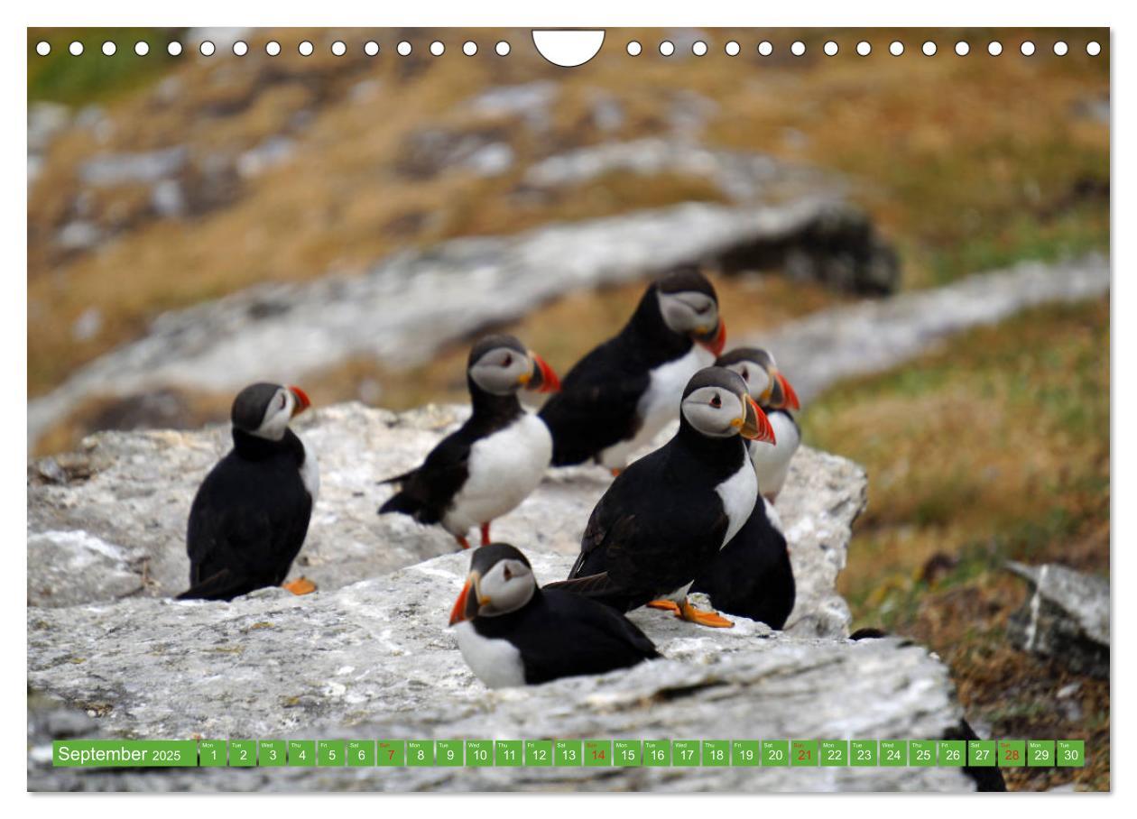 Bild: 9781325944064 | Puffins - small birds very big (Wall Calendar 2025 DIN A4...