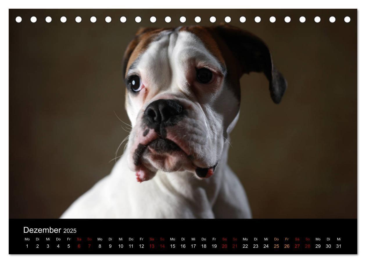 Bild: 9783435435494 | Liebenswerte Boxer (Tischkalender 2025 DIN A5 quer), CALVENDO...