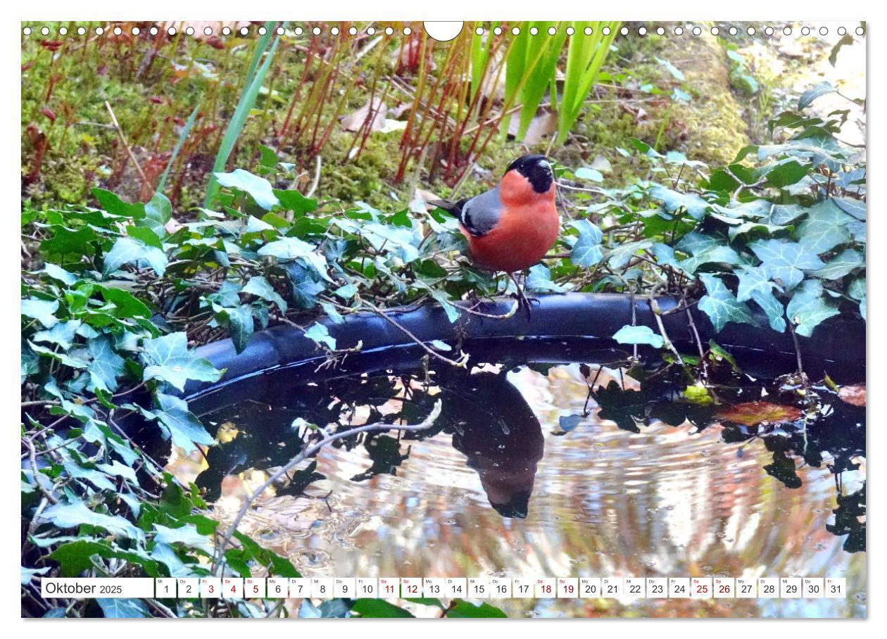 Bild: 9783457160305 | Herr und Frau Gimpel - Stammgäste im Garten (Wandkalender 2025 DIN...