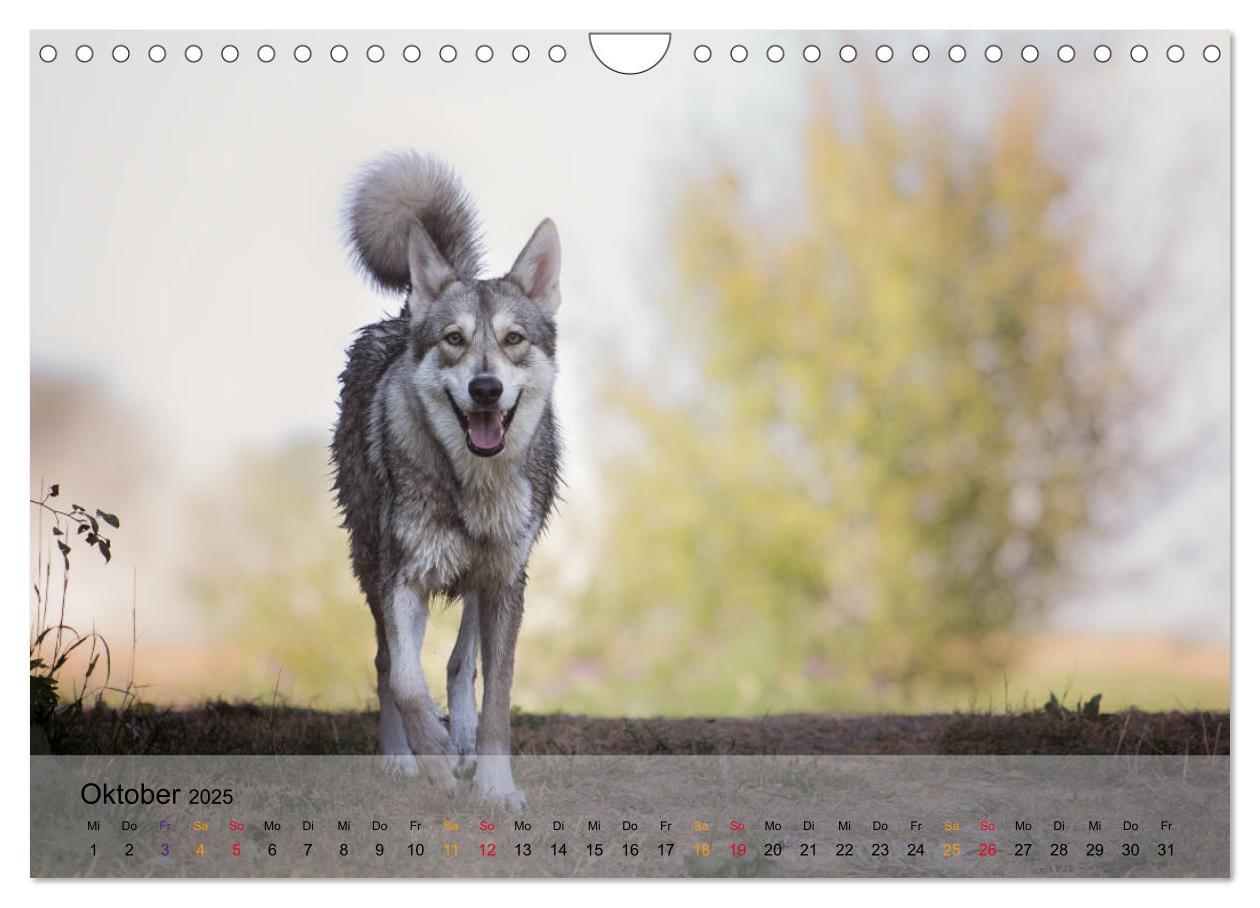 Bild: 9783435422081 | Wolfshunde 2025 (Wandkalender 2025 DIN A4 quer), CALVENDO...