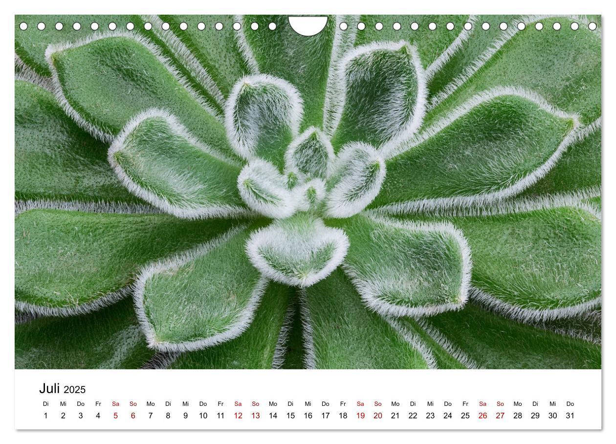 Bild: 9783435292066 | Sukkulenten Galerie (Wandkalender 2025 DIN A4 quer), CALVENDO...