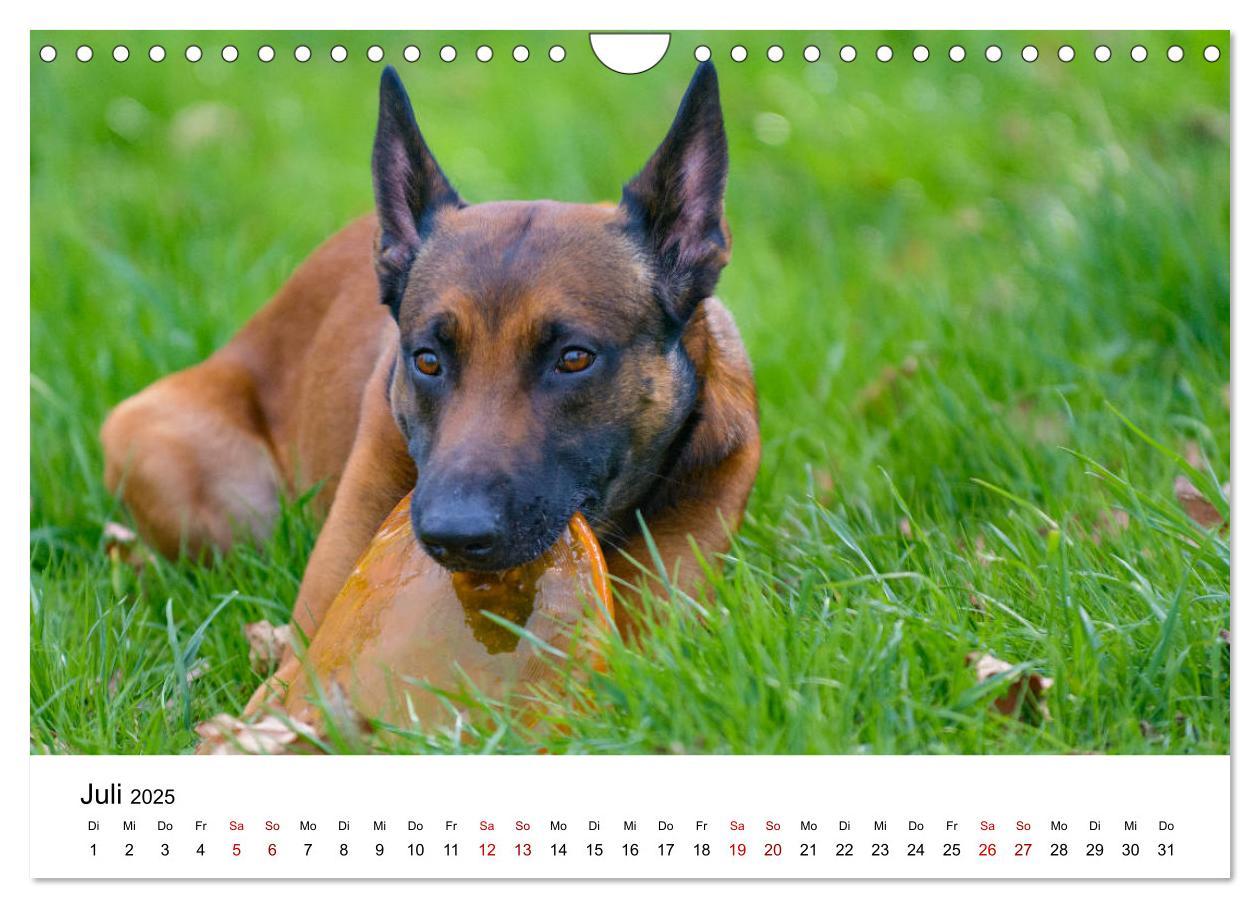 Bild: 9783435340415 | Malinois - Wahnsinn auf vier Pfoten (Wandkalender 2025 DIN A4...