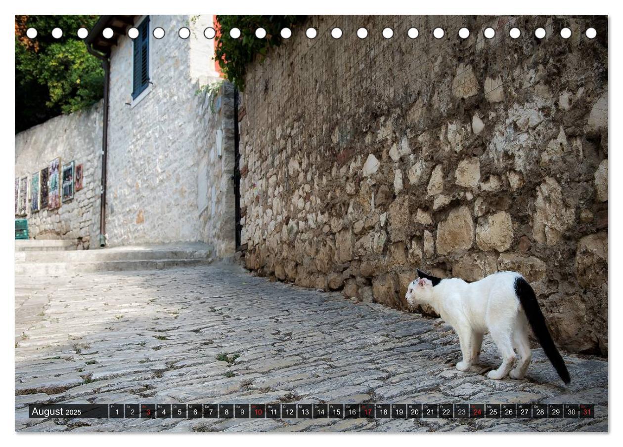 Bild: 9783435575527 | Die Katzen von Rovinj (Tischkalender 2025 DIN A5 quer), CALVENDO...