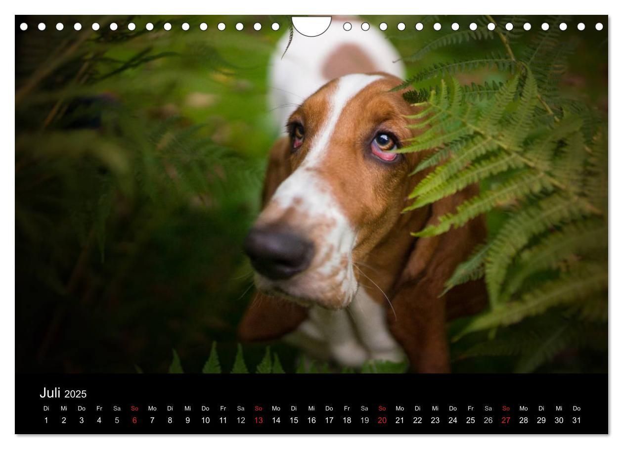 Bild: 9783457183274 | Der Basset, eine LANGE und besondere Liebe (Wandkalender 2025 DIN...