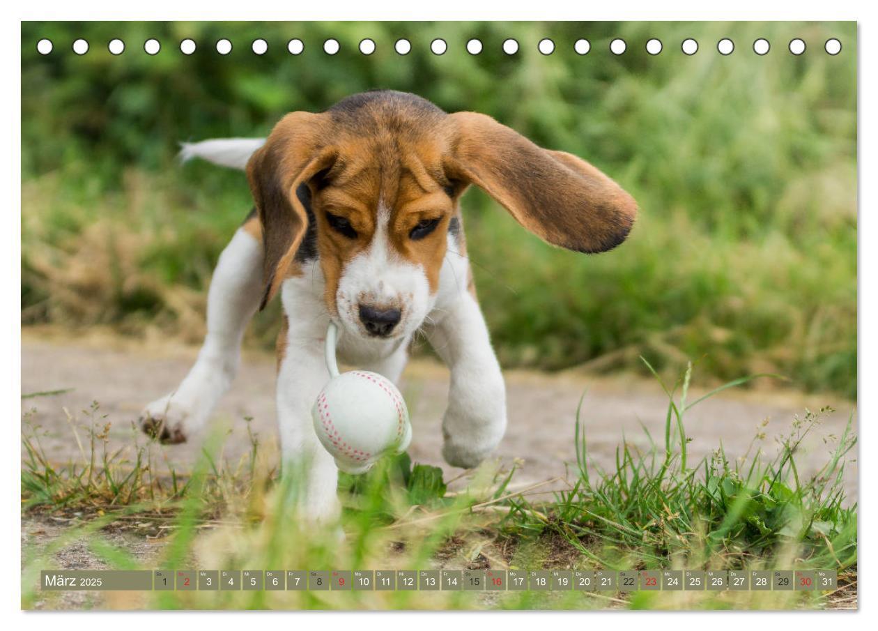 Bild: 9783435573578 | Beaglebabys auf Entdeckungstour (Tischkalender 2025 DIN A5 quer),...