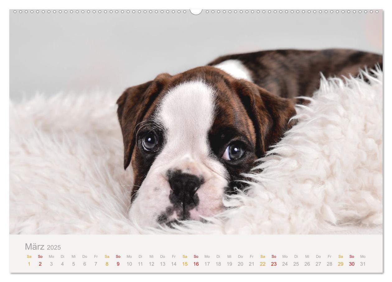 Bild: 9783457226179 | Boxer Welpen einfach zuckersüß (Wandkalender 2025 DIN A2 quer),...