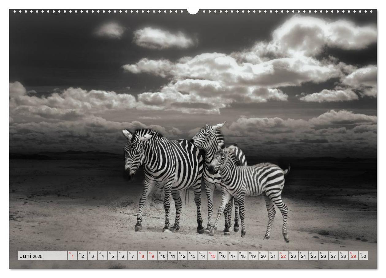 Bild: 9783435599684 | Wilde Tiere in schwarz-weiß (Wandkalender 2025 DIN A2 quer),...