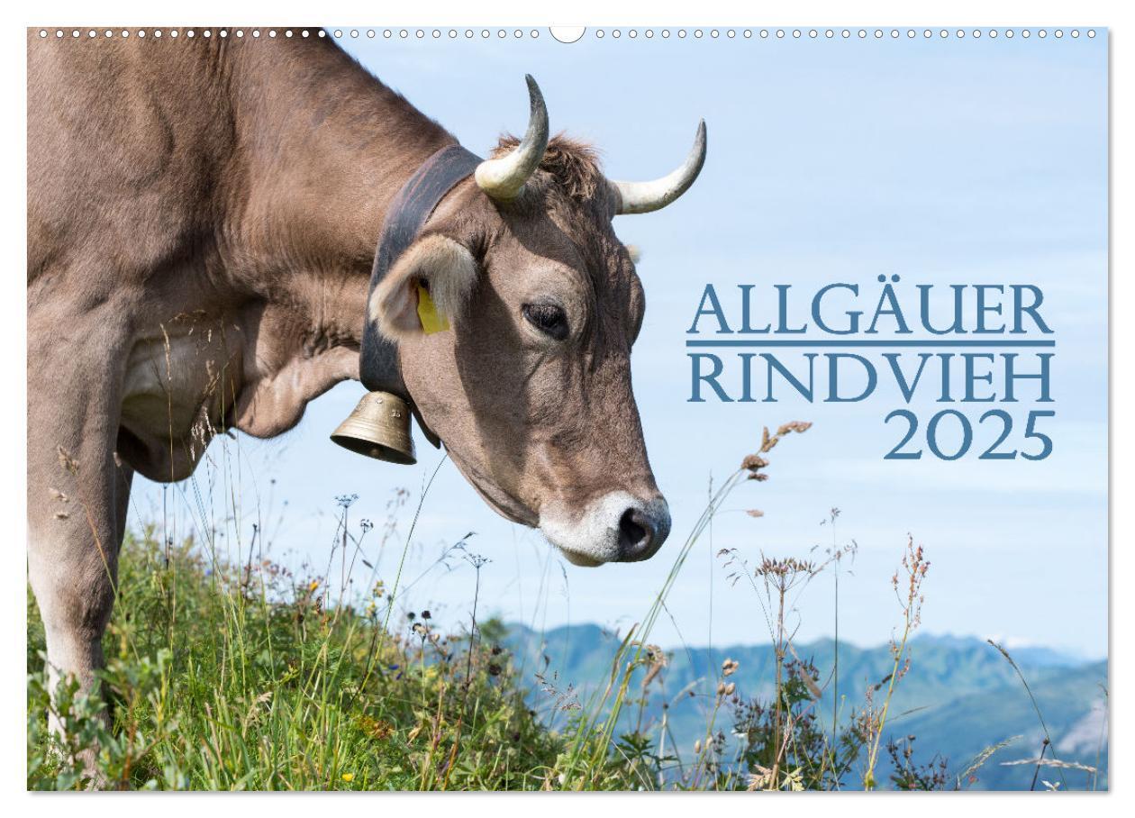 Cover: 9783383832147 | Allgäuer Rindvieh 2025 (Wandkalender 2025 DIN A2 quer), CALVENDO...