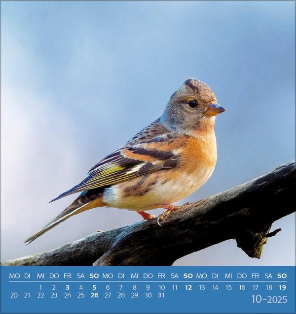 Bild: 9783731876755 | Vögel unserer Heimat 2025 | Verlag Korsch | Kalender | 13 S. | Deutsch