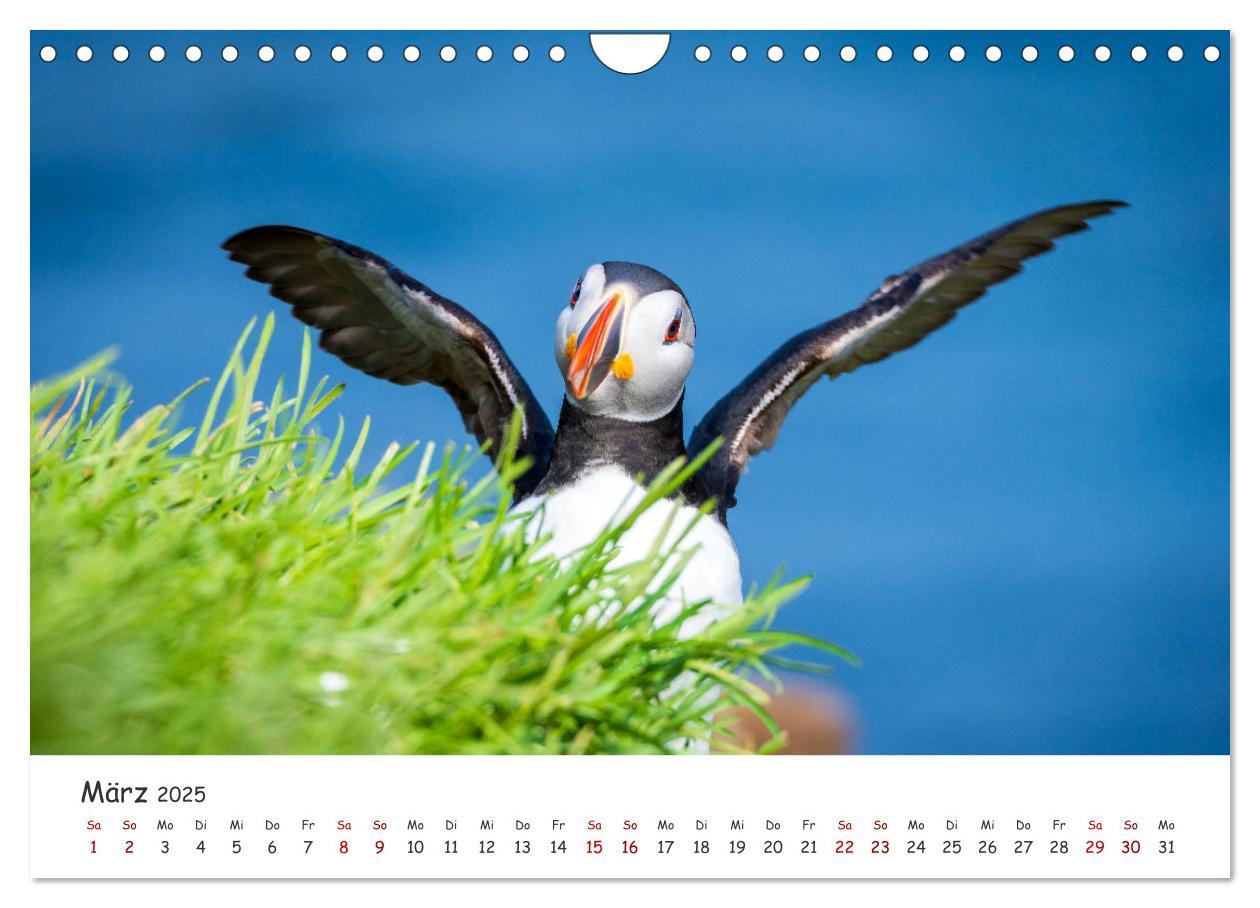 Bild: 9783383938412 | Die Welt der Papageientaucher - Islands Wildvögel (Wandkalender...